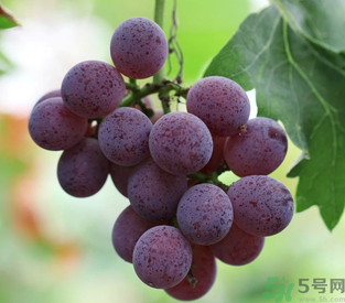 拉肚子能吃葡萄嗎？拉肚子吃什么食物好？