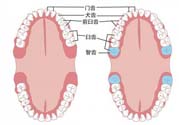 智齒橫著長怎么辦？智齒橫著長一定要拔了嗎？