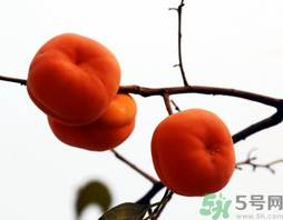 吃柿子會胖嗎？柿子吃多了會胖嗎？