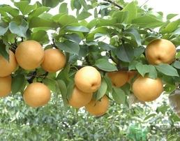吃豐水梨的好處？豐水梨好吃嗎？
