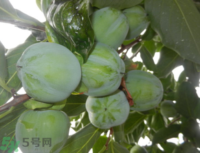 孕婦可以吃青柿子嗎？青柿子孕婦可以吃嗎？