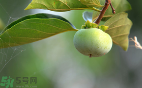 孕婦可以吃青柿子嗎？青柿子孕婦可以吃嗎？