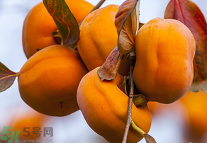 為何叫懶柿子？懶柿子的營(yíng)養(yǎng)價(jià)值？