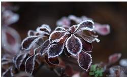 霜降為什么要吃柿子？霜降吃柿子有什么好處？