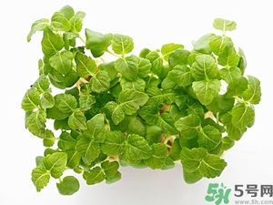 紫蘇葉是什么東西？紫蘇葉的功效與作用及禁忌