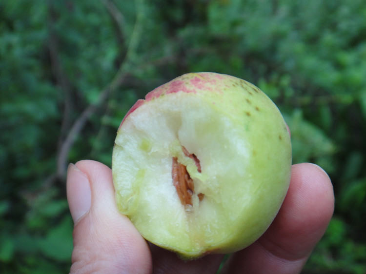 野桃子能吃嗎？野桃子核的功效與作用