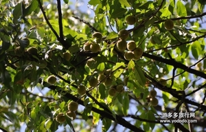 野桃子能吃嗎？野桃子核的功效與作用