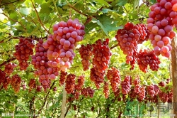 葡萄酒怎么做？葡萄酒什么時(shí)候喝最好？