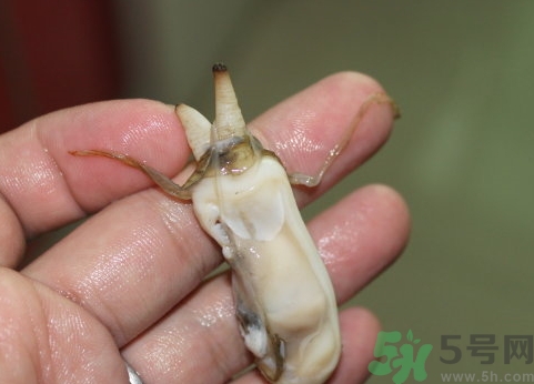蟶子肚子里黑的能吃嗎？蟶子肚子里黑的是什么？