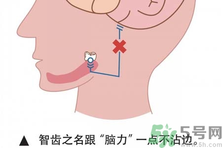 智齒拔完后有個洞怎么辦？拔智齒后有個洞多久能長好？