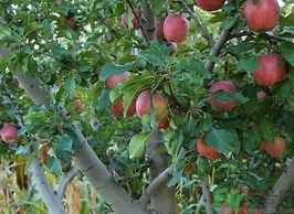 紅肉蘋(píng)果多少錢(qián)一斤？紅肉蘋(píng)果的功效作用
