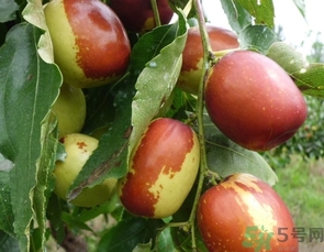 冬棗是轉(zhuǎn)基因食品嗎？冬棗是哪里的特產(chǎn)？