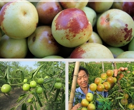 柿子和冬棗能一起吃嗎？冬棗和柿子能不能一起吃？