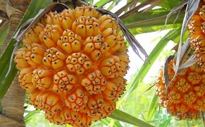 山菠蘿怎么吃？山菠蘿的功效與作用