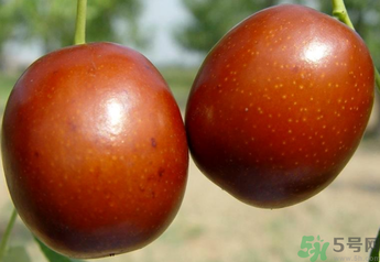 新鮮紅棗補血嗎？吃新鮮紅棗補血嗎？
