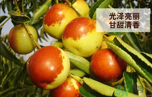新鮮大棗孕婦可以吃嗎？孕婦可以吃新鮮大棗嗎