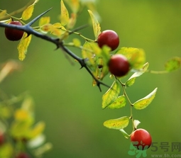 酸棗什么時(shí)候成熟？酸棗什么時(shí)候上市？