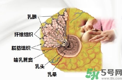 乳汁是怎樣形成的？怎樣才能讓乳汁更多？