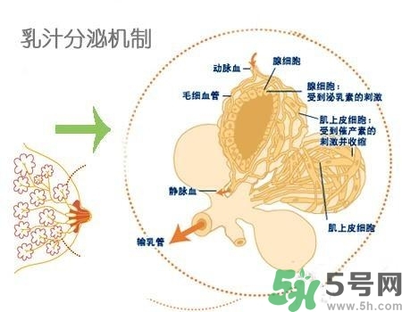乳汁是怎樣形成的？怎樣才能讓乳汁更多？