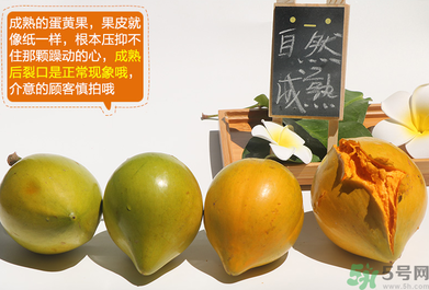 蛋黃果怎么催熟？生的蛋黃果如何催熟？