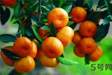 孕婦可以吃橘子嗎？孕婦吃橘子對(duì)胎兒有什么好處？