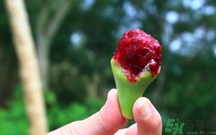 仙人掌果怎么吃？仙人掌果的功效和作用