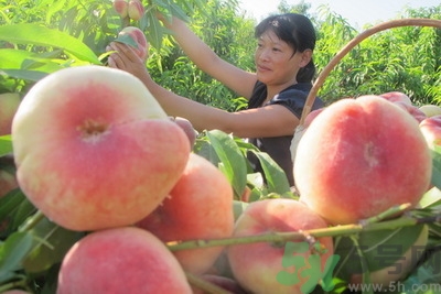 蟠桃孕婦可以吃嗎？蟠桃和水蜜桃的區(qū)別