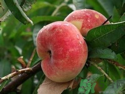 蟠桃孕婦可以吃嗎？蟠桃和水蜜桃的區(qū)別
