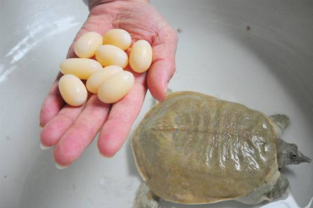 小孩能吃甲魚嗎？小孩能吃甲魚蛋嗎？