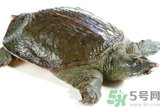 被甲魚咬了要打破傷風嗎？被甲魚咬了怎么辦？