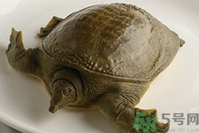 被甲魚咬了要打破傷風嗎？被甲魚咬了怎么辦？
