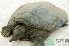 喝甲魚血能治陽痿嗎？甲魚血能喝嗎？