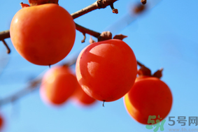 柿子一天最多吃幾個(gè)？柿子一次能吃幾個(gè)？