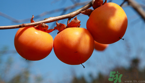 柿子一天最多吃幾個(gè)？柿子一次能吃幾個(gè)？