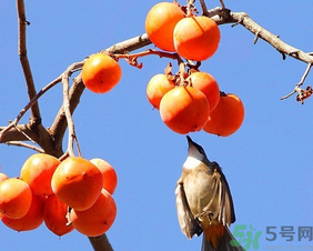 柿子一天最多吃幾個(gè)？柿子一次能吃幾個(gè)？