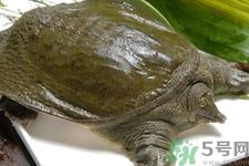 甲魚怎么吃最有營養(yǎng)？甲魚怎么吃最補(bǔ)身體？