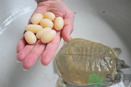 甲魚蛋能吃嗎？甲魚蛋怎么做好吃？