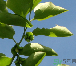 柿子葉怎么去斑？柿子葉祛斑偏方