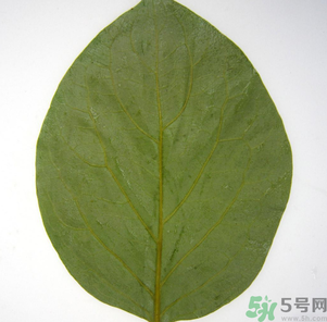 柿子葉能治糖尿病嗎？柿子葉茶能降血糖嗎？