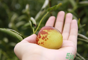 坐月子可以吃鮮棗嗎？產(chǎn)婦可以吃鮮棗嗎？