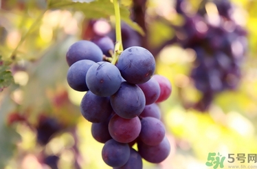 葡萄酒保質(zhì)期是多久？葡萄酒過(guò)期了能喝嗎？