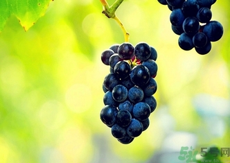 葡萄酒保質(zhì)期是多久？葡萄酒過(guò)期了能喝嗎？