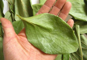柿子葉能治糖尿病嗎？柿子葉茶能降血糖嗎？