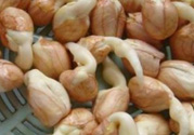 新鮮花生發(fā)芽能吃嗎？發(fā)芽的花生能吃嗎？