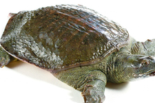 喝甲魚血能治陽(yáng)痿嗎？甲魚血能喝嗎？