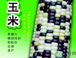 彩色玉米是轉(zhuǎn)基因嗎？彩色玉米能吃嗎？