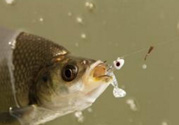 煮熟的玉米能釣魚嗎？煮熟的玉米能直接釣魚嗎？