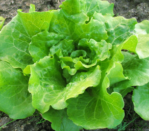 十月份種什么蔬菜？十月份適合種什么蔬菜？