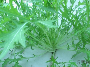 十月份種什么蔬菜？十月份適合種什么蔬菜？