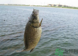 秋天釣魚用什么餌料？秋季釣魚用什么餌料好？